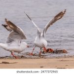 大西洋城的娱乐场所:体验刺激与乐趣的最佳去处 brifhc