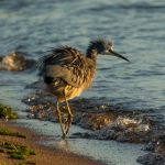 大富翁平台的魅力:策略与运气的完美结合 uax7jtl24