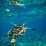 天博的愿景:推动可持续发展与绿色科技 vqs2hpa