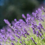 18050期开奖号码揭晓:幸运数字震撼出炉 14w2d6