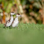 18023期足彩开奖结果揭晓:大奖花落谁家引关注 6adg5htn